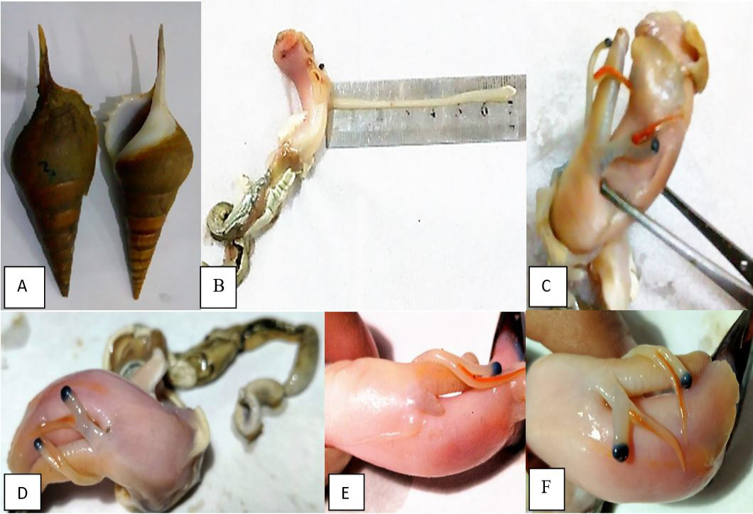 Figure 3: