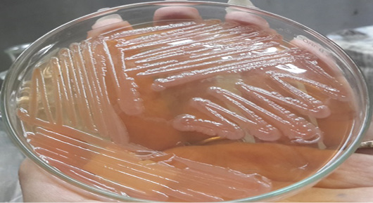 Figure 4: