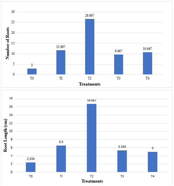 Figure 3: