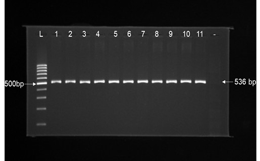 Figure 2: