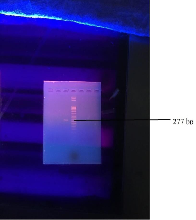 Figure 4: