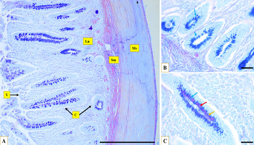 Figure 4:
