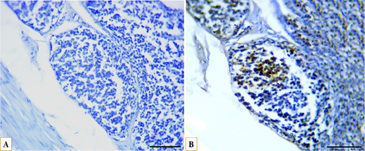 Figure 11: