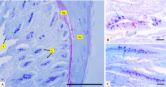 Figure 5: