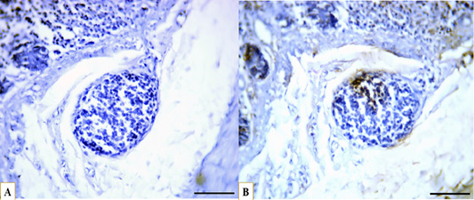 Figure 12:
