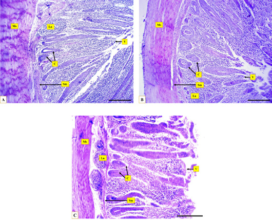 Figure 3: