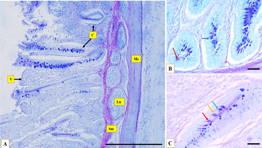 Figure 6: