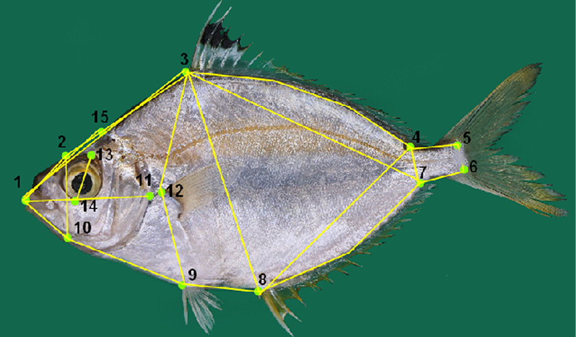 Fig. 2.