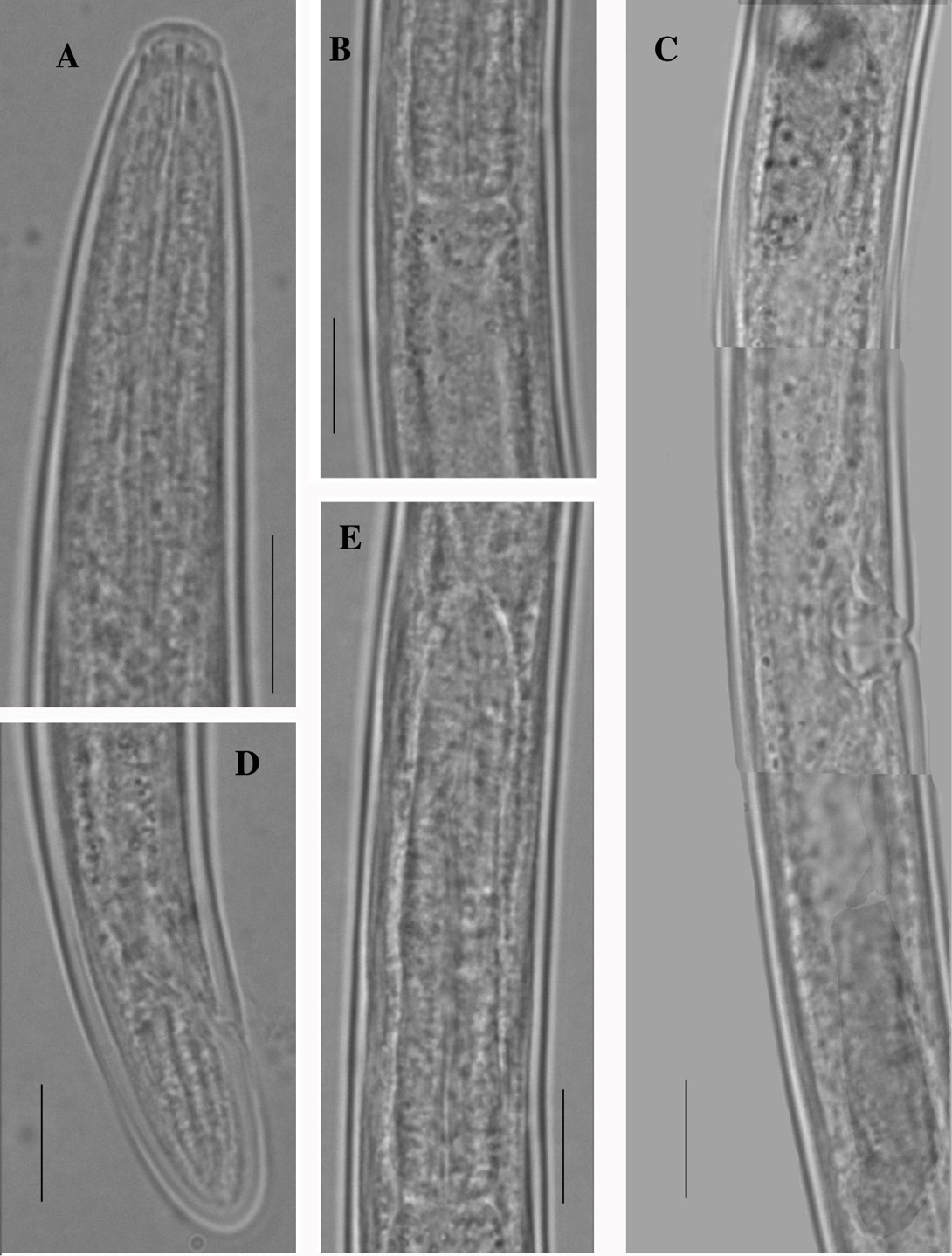 Figure 11:
