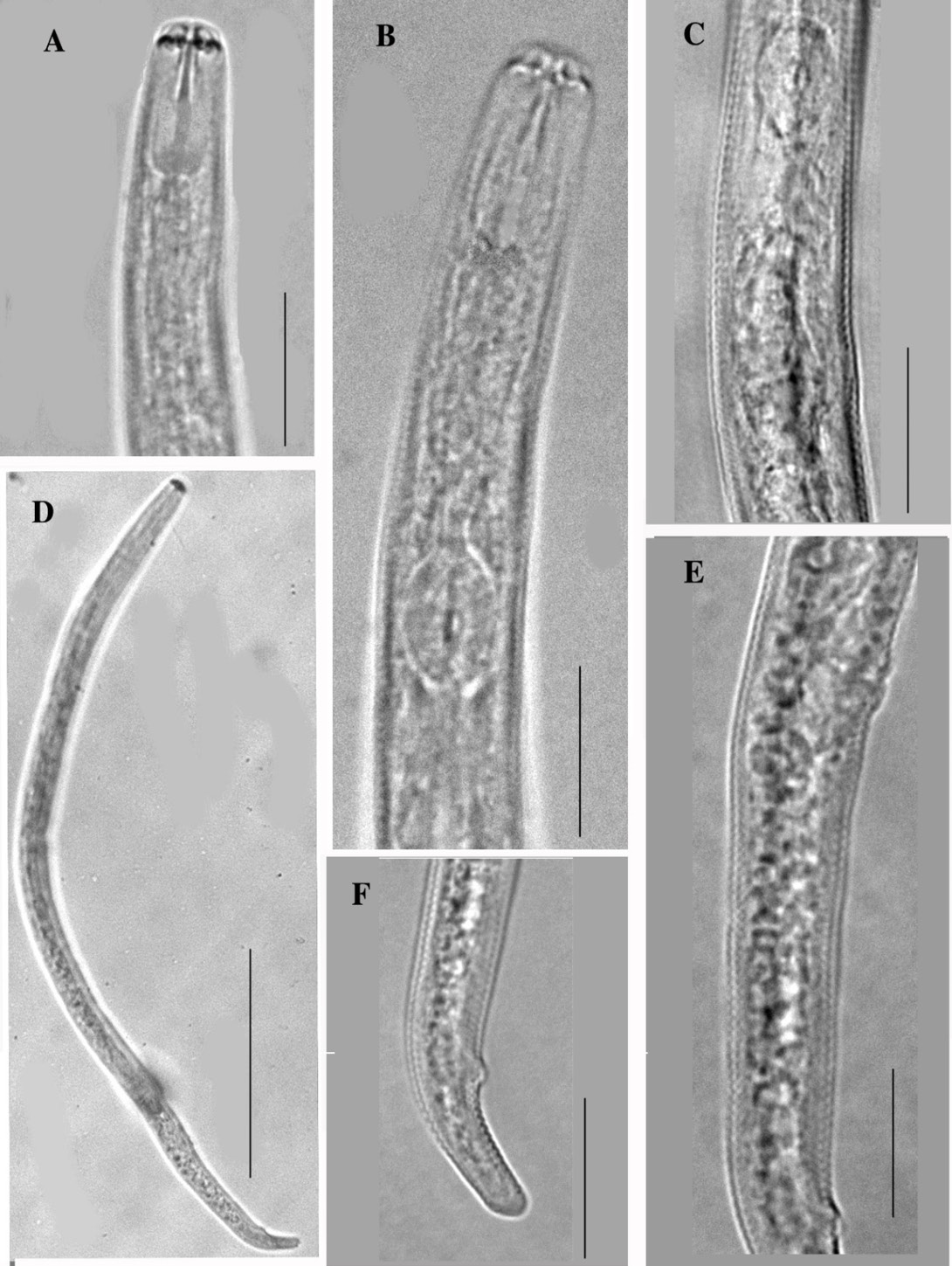 Figure 6: