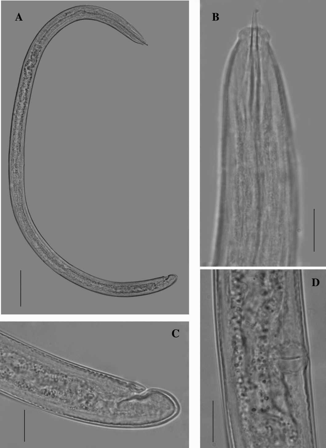 Figure 15: