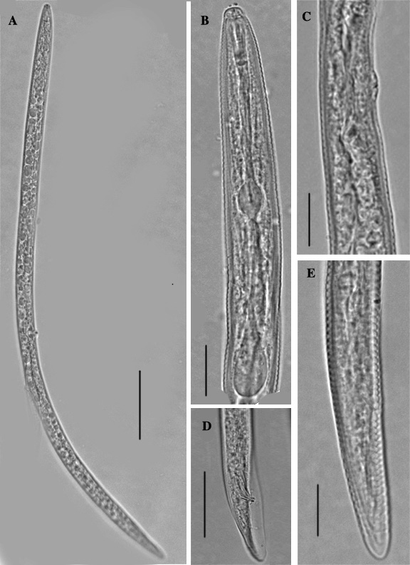 Figure 4: