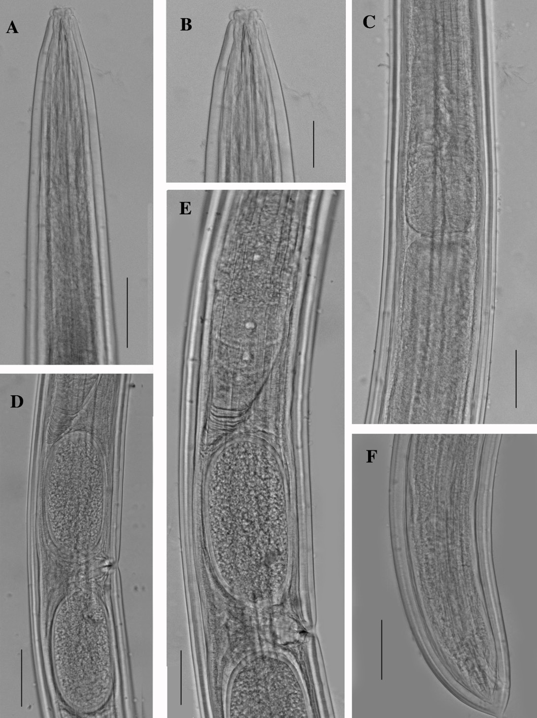 Figure 13: