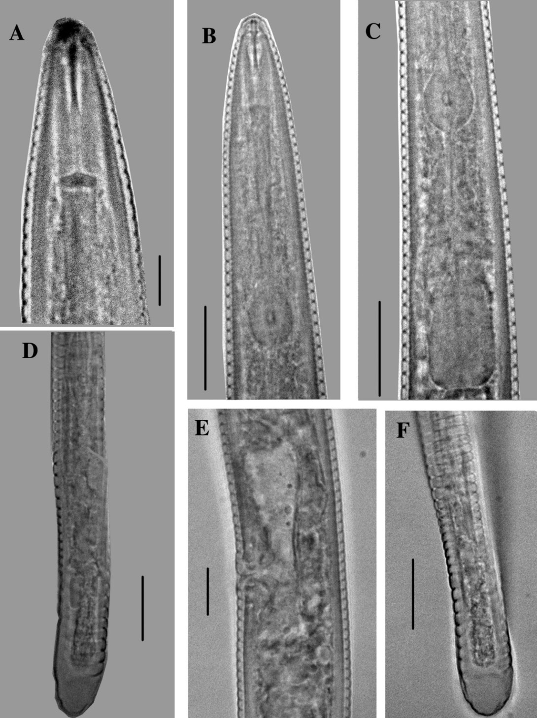 Figure 2: