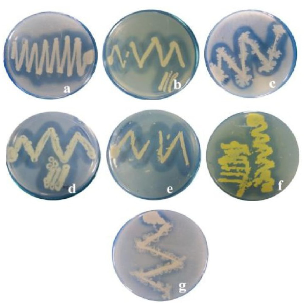 Figure 4: