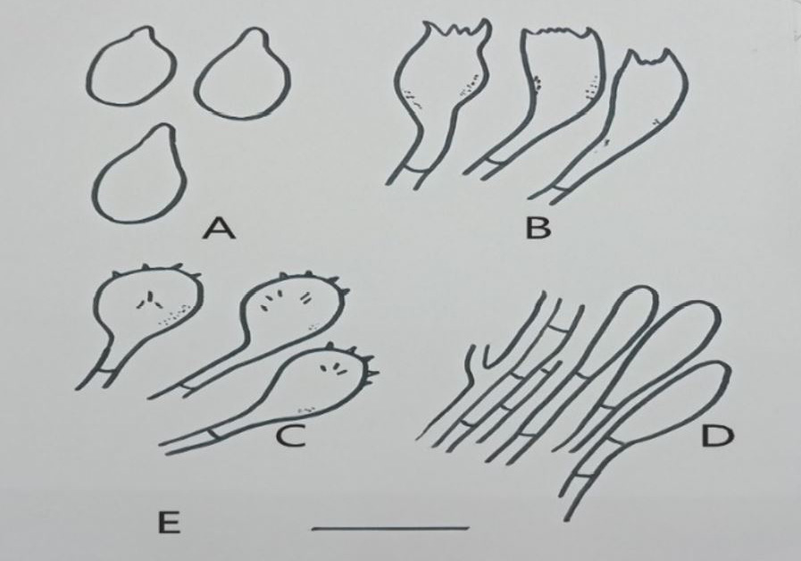 Figure 2: