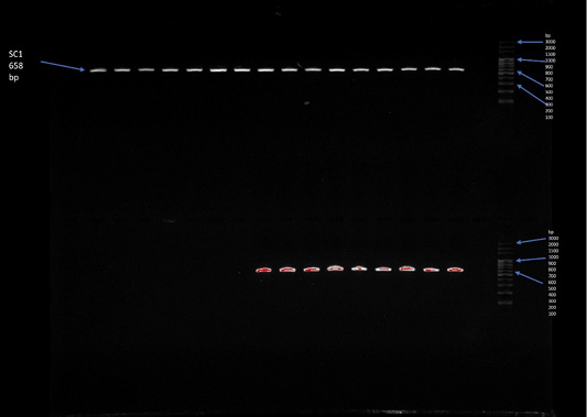 Figure 10: