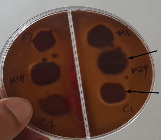 Figure 7: