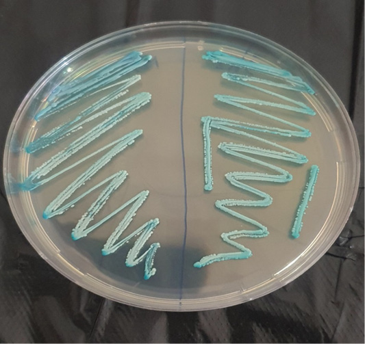 Figure 4: