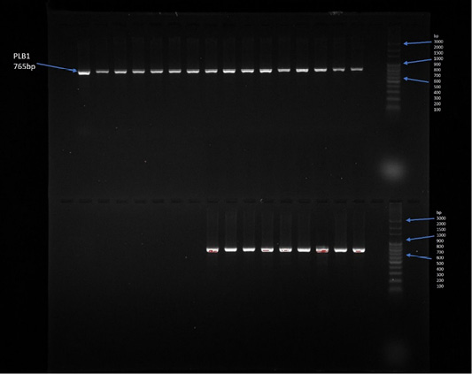 Figure 11: