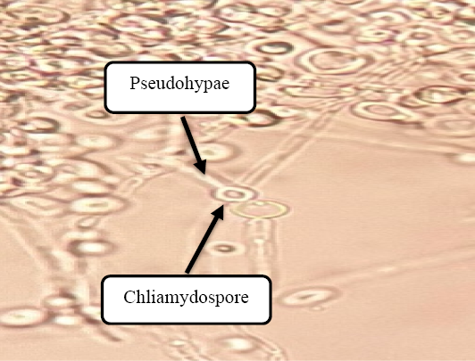 Figure 2: