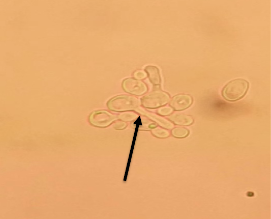Figure 3: