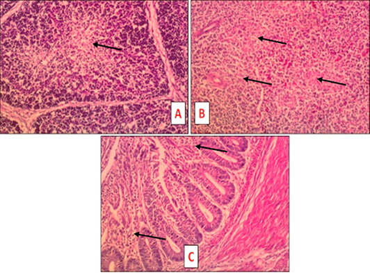 Figure 4: