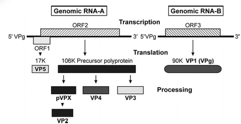 Figure 1: