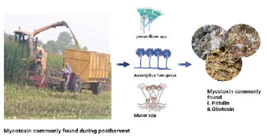 Figure 2:
