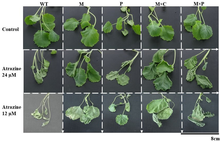 Figure 3: