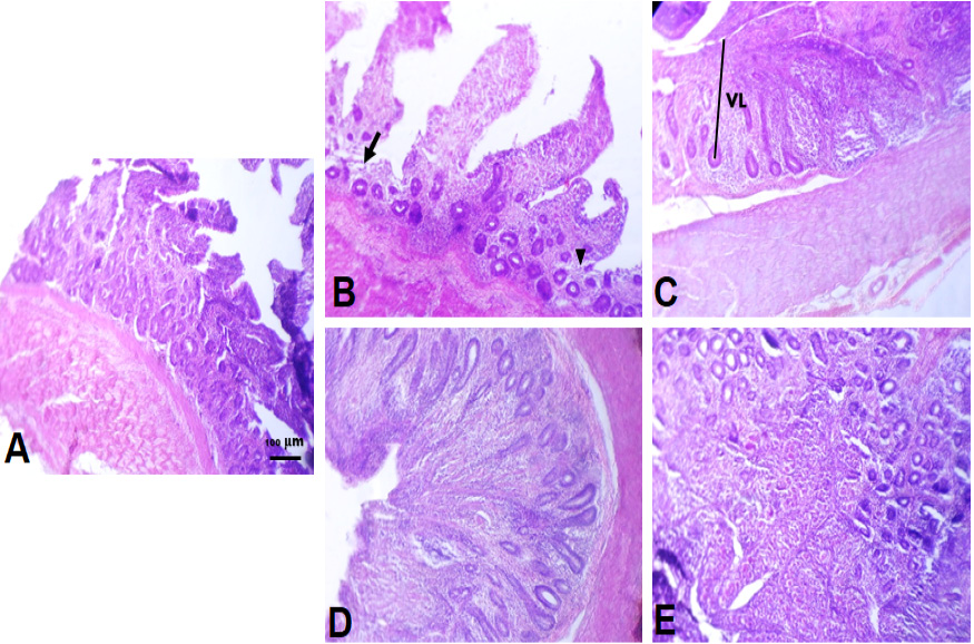 Fig. 2.