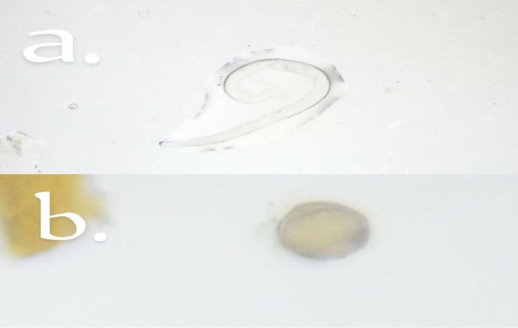 Figure 3: