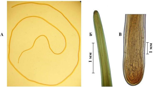 Figure 2: