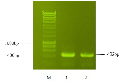 Figure 2: