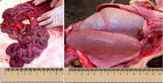 Figure 3: