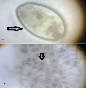 Figure 5: