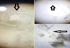 Figure 6: