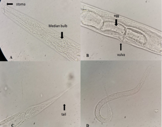 Figure 1: