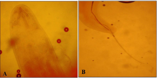Figure 2: