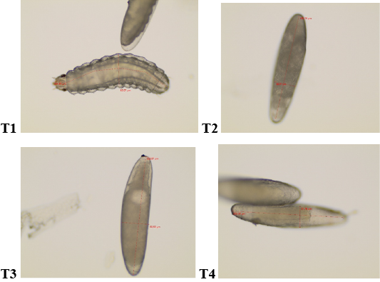 Figure 4:
