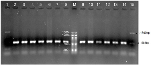 Figure 3: