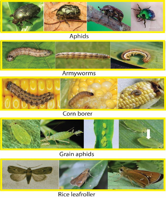 Figure 5: