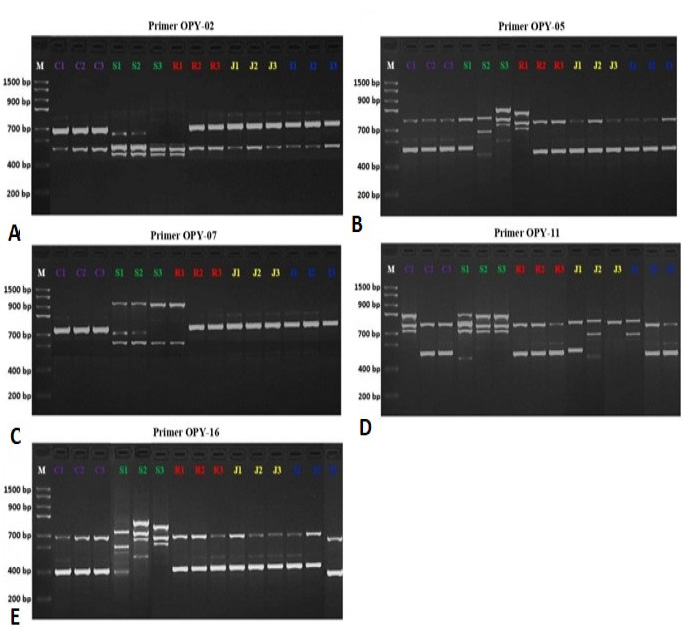 Figure 4: