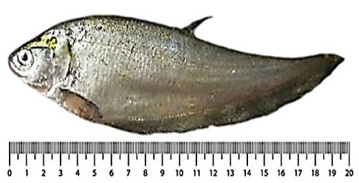 Figure 2: