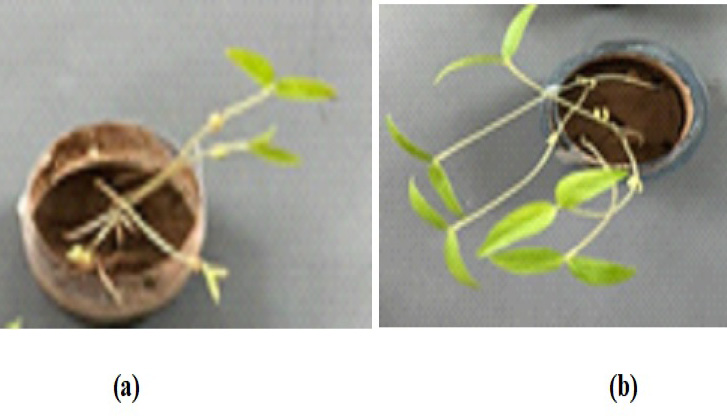 Figure 7: