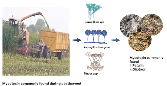 Figure 2: