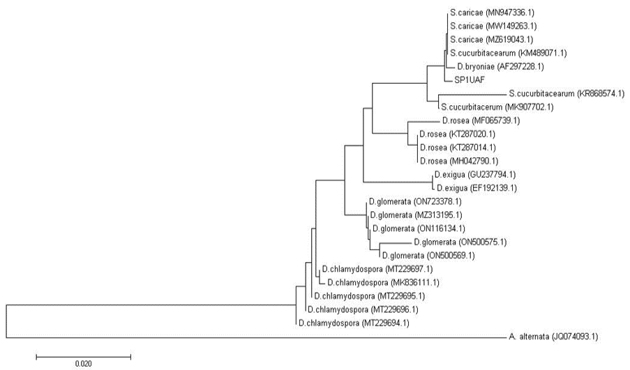 Figure 6: