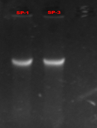 Figure 4: