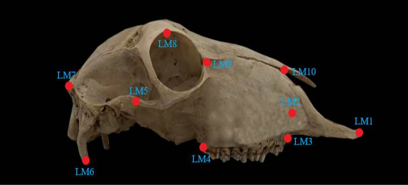 Fig. 2.