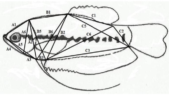 Fig. 1.